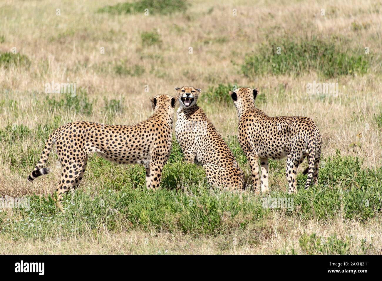 La femelle Cheetah un peu agacé par l'attention de ces deux mâles Banque D'Images