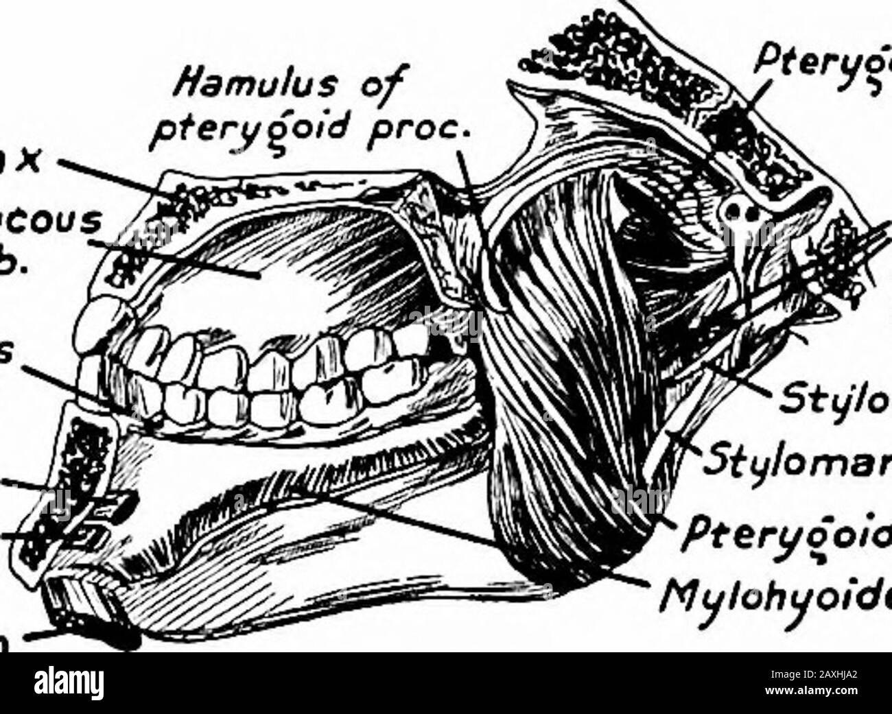 Un manuel d'anatomie . Cccipitahs Quadratlabii sup./ Zudomaficusx Trian ou /a ris X Bucinator Quad rat uslabii in/erioris Mentalis Fig, 119.—la couche la plus profonde des muscles faciaux et de la temporalis. Le caninus, l'arche thézygomatique, une partie de l'os zygomatique à l'origine du masseter et du fascine mortem-poral ont été enlevés. {Sobotta et McMurrich.) . Auriculariposter. Trapèzius splendide capite Parotide olaire^fi Sternocleidomasioideus Masseter x Max dans axPalatine mucoumemb. Mucousmemb. Orale K Cenioo/ossus xCeniohuideus X Oioatricus. Oideus externus , Stylohuoideus,St t/lopna Banque D'Images