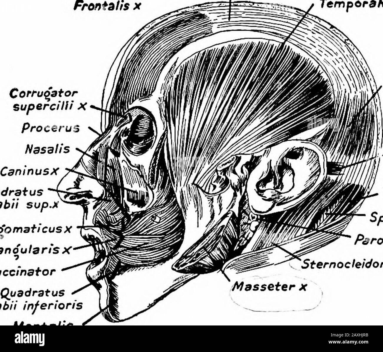 Un manuel d'anatomie . sur le nerf trigéminal. Le M. pterygoideus externus provient de la face infraatemporale de la plus grande aile de l'os sphénoïde (tête superficielle), et de la surface latérale de la plaque latérale du processus pterygoide du même os (tête profonde). Il est inséré dans la partie antérieure du cou de la mandibule juste en dessous du condyle et dans la capsulede l'articulation et le disque articulaire. Action.—Saillie et movefnents latéraux de la mandibule. Approvisionnement en nerf.—division Mandibulaire du nerf trigéminal. Le M. pterygoideus internus provient de la médial sur Banque D'Images