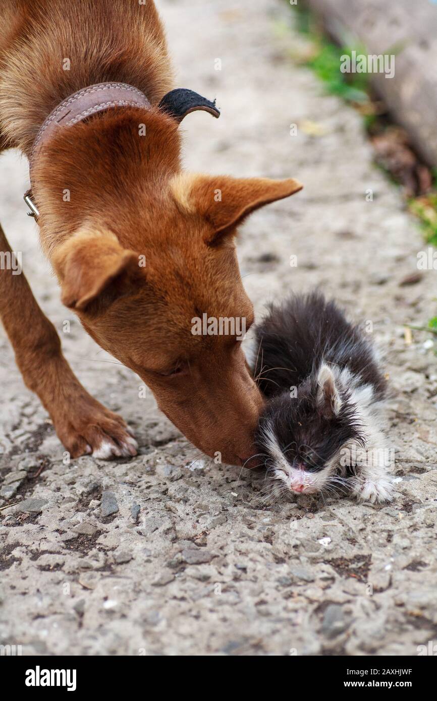 rencontre chien chaton