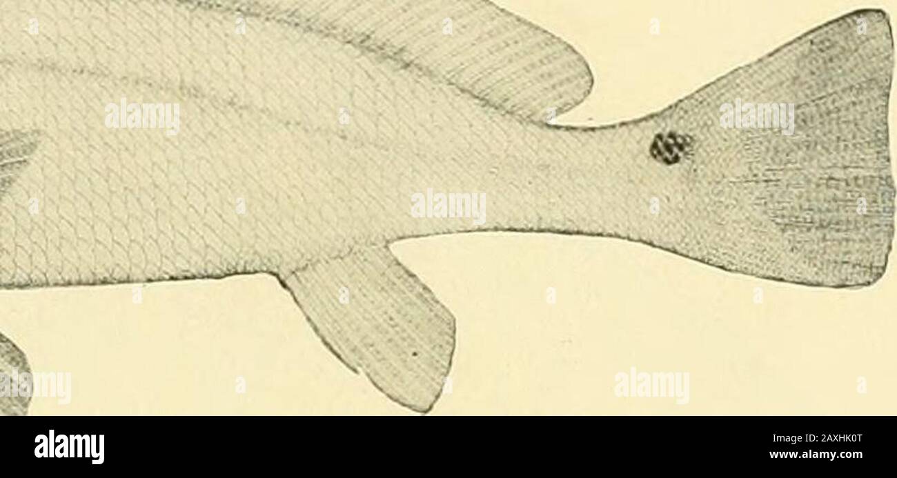 La nourriture et les poissons de jeu de New York: . TAMBOUR ROUGE. 125. Spot; Lafayette 1 /.riostoïuns xauthurus Lacepede). Leiostemiis xantluinis Df.Kay, N. Y. faune, poissons, 70, 1842, extra-mital.Leiostoiiiis xanthuriis Jordan & Gii.ufcrt, Bull 16, U. S. Nat. Mas., 574, 1883.Lfiostoiniis xant/iunis I5 kan, 19ème Conservé. Cui. Poisson. N. Y., 260, 1890 et Bull. M. Mus. Nat. Hist., IX, 367, 1897.Leiostoinus xanthuriis Eugene SMIT?r. Exam. Ligne Soc. N. Y., 1S97, 39, 1898.Leiostomus xanthuriis Mearns, Bull . Mus. Nat. Hist., X, 321, 1898.Mugil ohli()uus Mitchill, Rept. Poisson. N. Y., 16, 1814, New York.Leiostom Banque D'Images