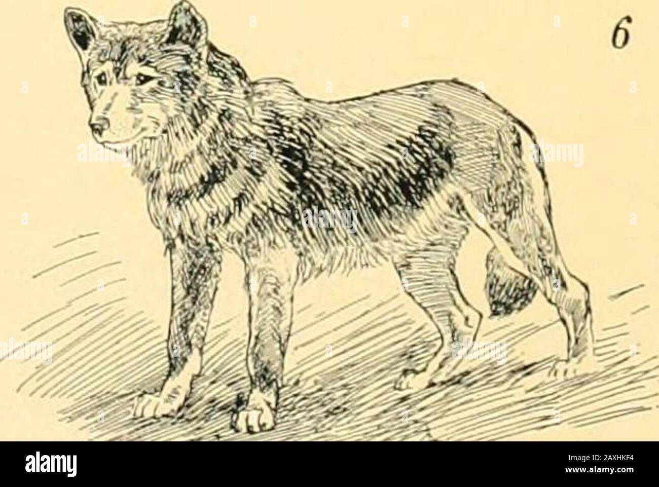 La nouvelle encyclopédie internationale . 1 CHIEN AZARAS (Canis Azarael. 2.  Coyote (Canis latrançon. 3. Chien DE CHASSE au Cap (Lycaon pictus). 4. LOUP  mané (Canis jubatus). 5. LOUP gris (Canis lupus).