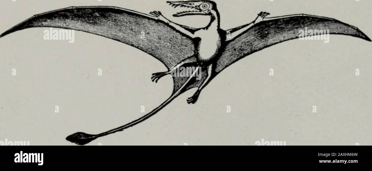 Géologie . ) et les ptérodactyles aérés (Fig. 374), les suariens jurassiques présentent le plus étrange des contrastes. Les Jurassicptérosaures étaient petits, mais leurs successeurs ont atteint une propagation de l'aile de près d'un score de pieds. Ils étaient curieusement composites dans la structure et l'adaptation. Leurs os étaient creux, leurs membres avant modifiaient 102 GÉOLOGIE. Pour le vol, leurs têtes ressemblant à des oiseaux et leurs mâchoires se sélent avec des dents, mais des formes sans dents de longueur apparaissaient. Ils n'étaient pas ornés de plumes, de hutte fournie avec des membranes étirées, de façon semblable à la chauve-souris, des membres théfori* au corps et des membres gênants, et servant un Banque D'Images