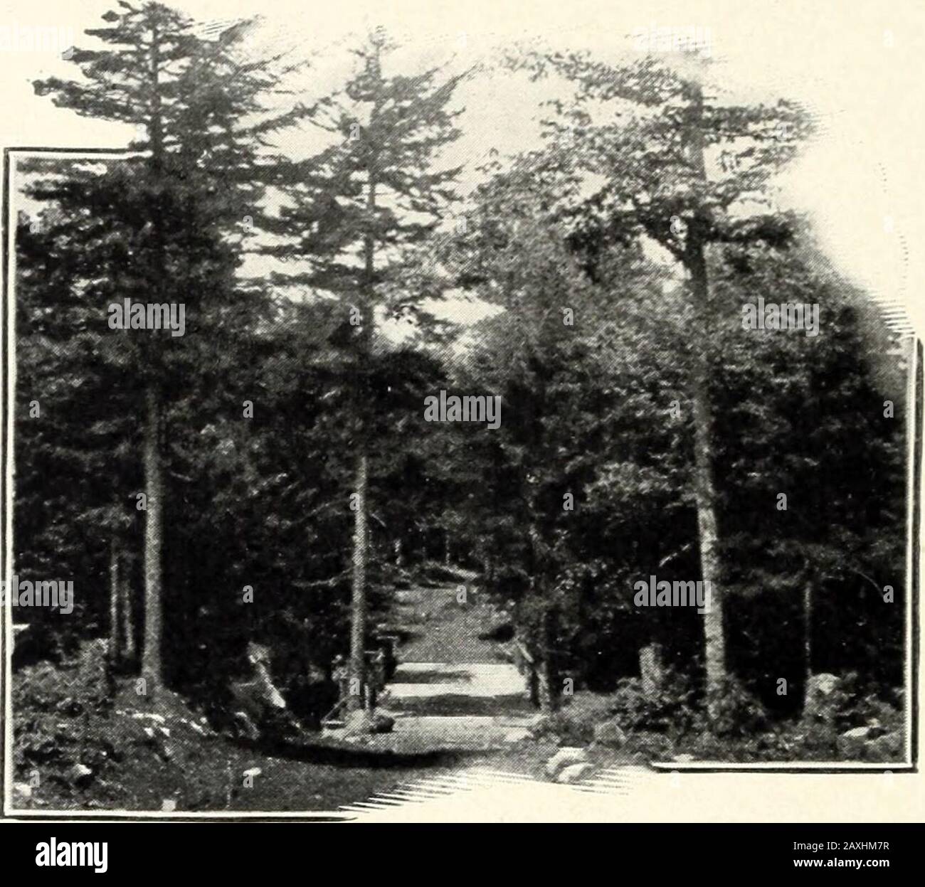 Feuilles de forêt . r maison sud. Après le déjeuner, nous sommes arrivés dans notre bateau et nous sommes allés un voyage d'ex-plaorisation. Nous nous sommes transformés en la petite chaîne à travers laquelle le steamersenter Fourth Lake et avons trouvé à notre plaisir que Frederica a un terrain de quatrième lac. Dans la soirée, ses nombreuses lumières colorées qui scindent les arbres des beaux camps le long de ses rives en font une scène fromfailand. De retour à Third Lake, nous sommes venus sur une belle petite baie isolée, un court chemin d'où nous avons l'intention de construire. Nous avons putogé les mains dans l'eau caressement, se sentant détester de le laisser. Tourner notre b Banque D'Images