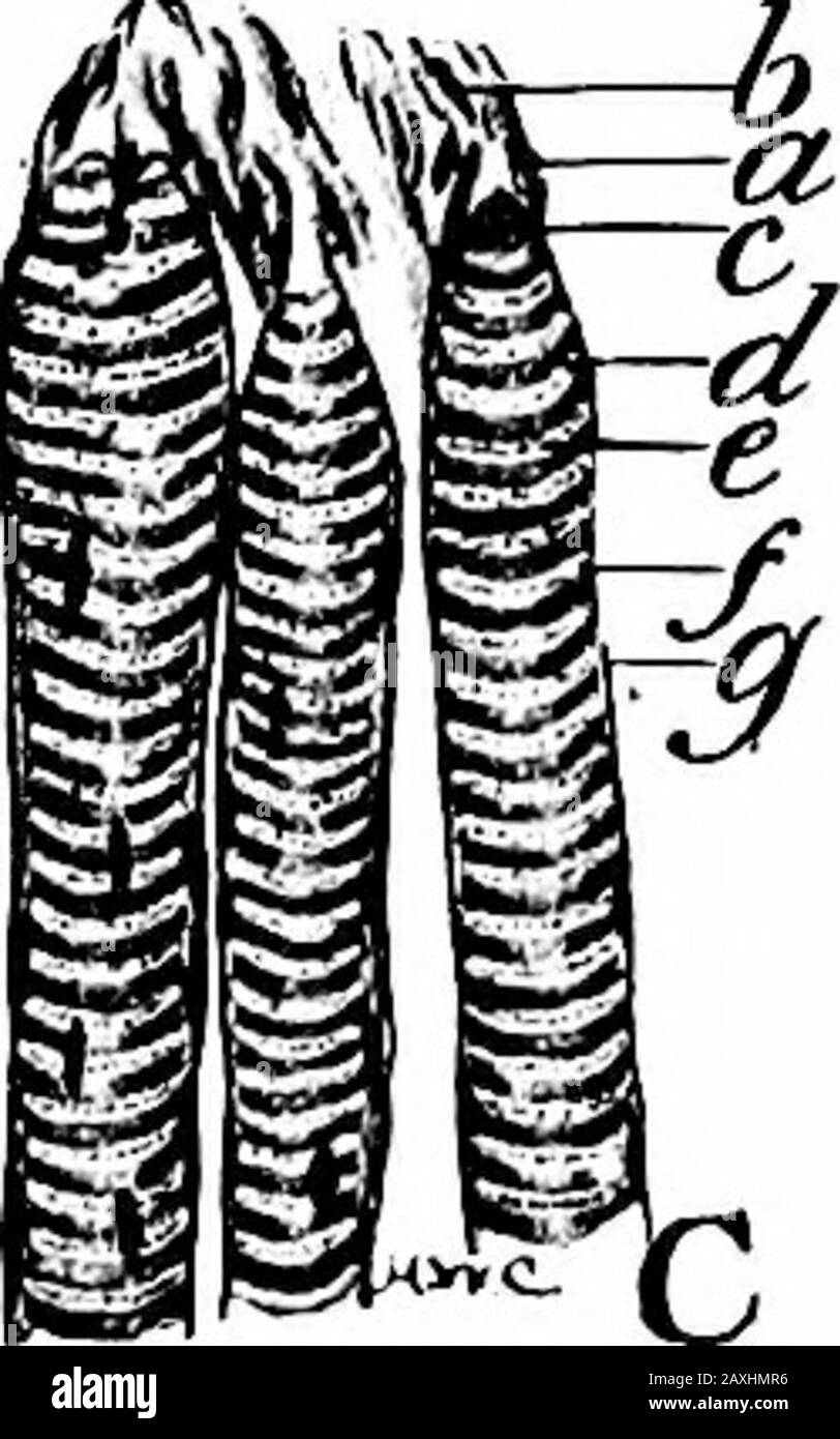 Un manuel d'anatomie . fl c- h. D Fig. 115.—A, section longitudinale des fibres musculaires lisses, a. Fibres musculaires; 6. Noyau; c, tissu fibreux entre les fibres. B, section transversale des fibres musculaires lisses, a. Tissu pérysialconnectif; 6, vaisseau sanguin; c, fibre nucléée; d, fibre non nucléée. C, section Longitud-inale de fibres musculaires volontaires, a, Sarcolemma; b, noyau; c, extrémité de la fibre musculaire; d, bandes sombres; e, disque intermédiaire;/, noyau; g, disque latéral. D, section Diagrammatique et striations longues. A. Disque sombre ; h, disques latéraux ; c, disque intermédiaire. £, coupe transversale de muscl volontaire Banque D'Images