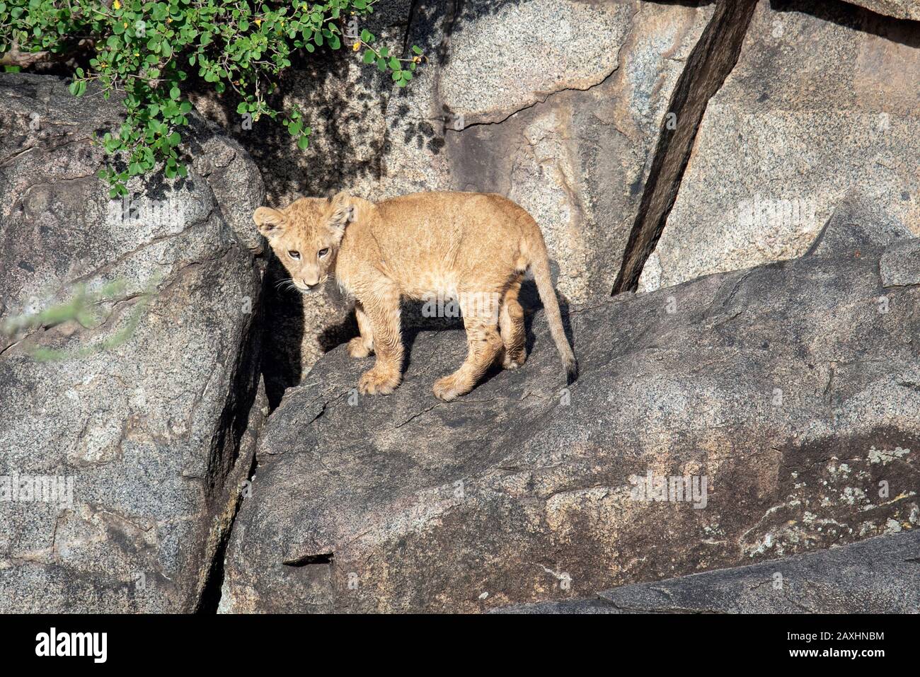 Lion cub regardant vers le bas de sa perchaude sur les rochers. Banque D'Images
