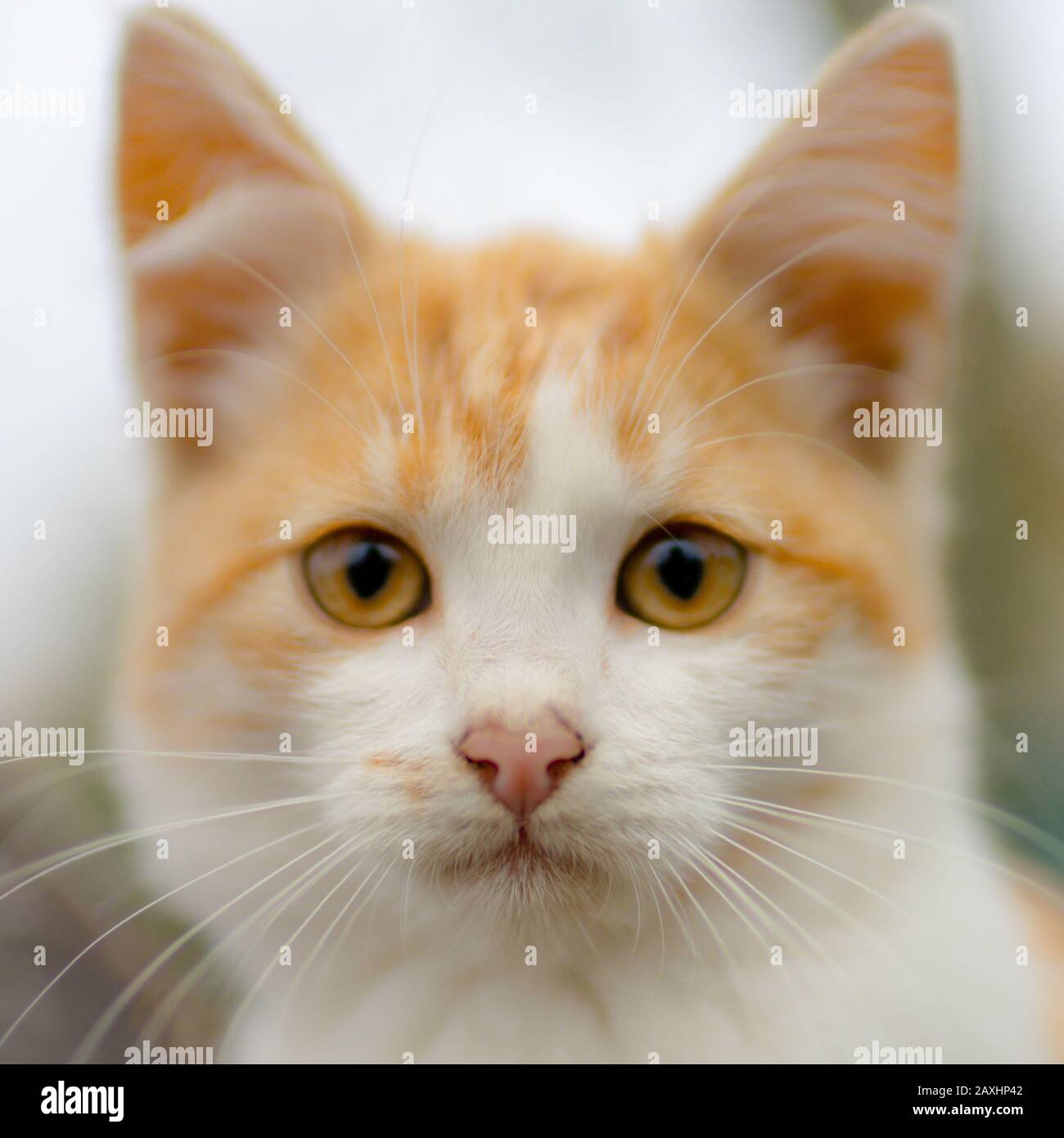 Joli portrait de visage de chaton blanc au gingembre avec de grands yeux. Banque D'Images