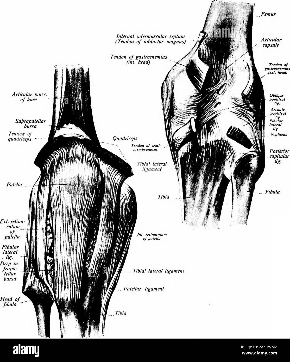 Un manuel d'anatomie . à la marge inférieure du ligament transversal et aux marges adjacentes de l'encoche acétabulaire. La fosse de la cavité acétabulaire contient une masse de graisse appelée glande haversienne. Il est couvert par la mém-brane synoviale de sorte qu'il se trouve à l'extérieur de cette membrane. La membrane synoviale aligne la capsule et couvre toutes les parties des os à l'intérieur de l'articulation, à l'exception des parties réellement articulées.Occasionnellement, une bursa est trouvée communiquant avec la partie ventrale du sac synovial. C'est sous le tendon du M. iliopsoas. Mouvements.—Cette liaison est capable oi Banque D'Images