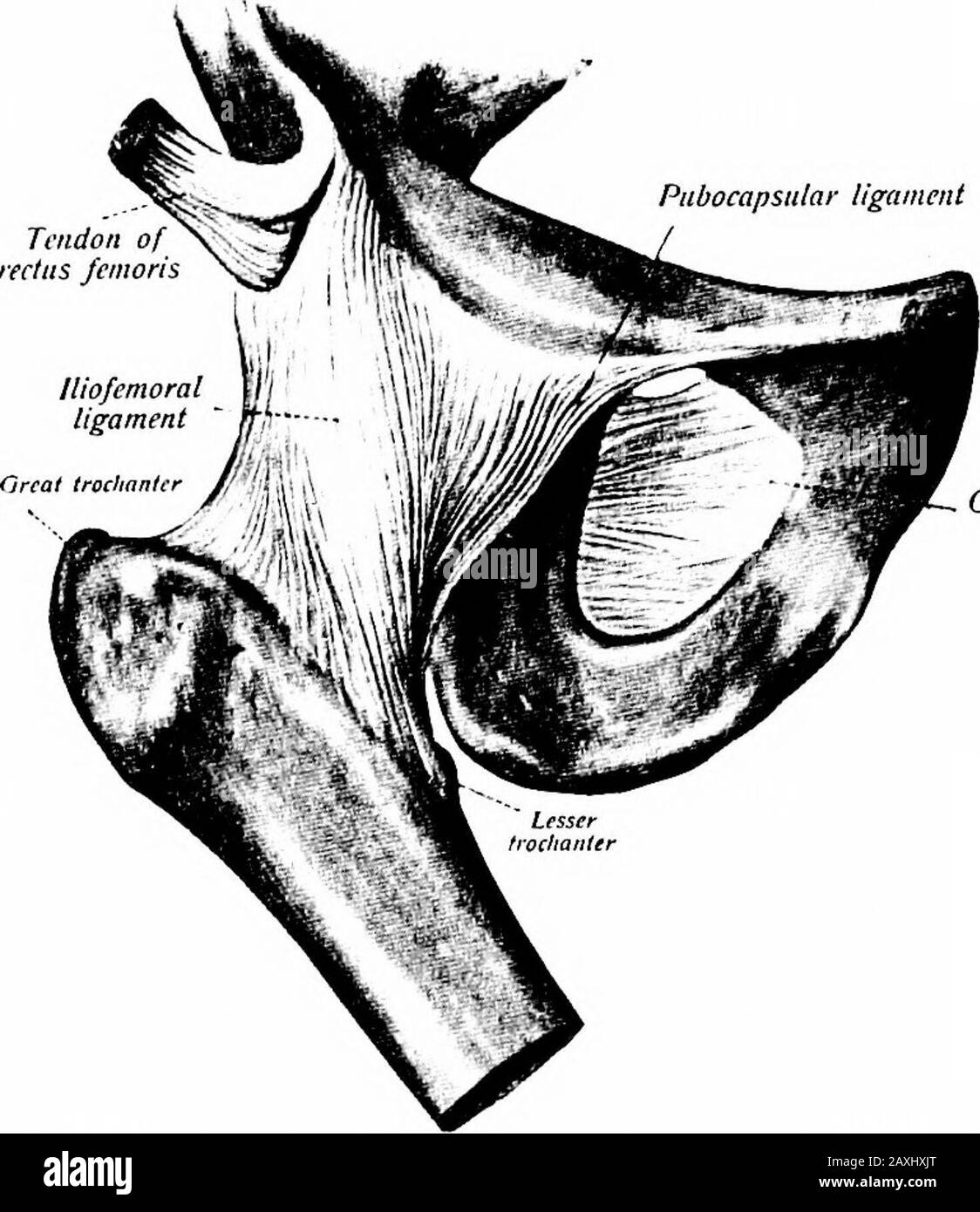 Anatomie du bassin de la femme Banque d'images noir et blanc Alamy — free download