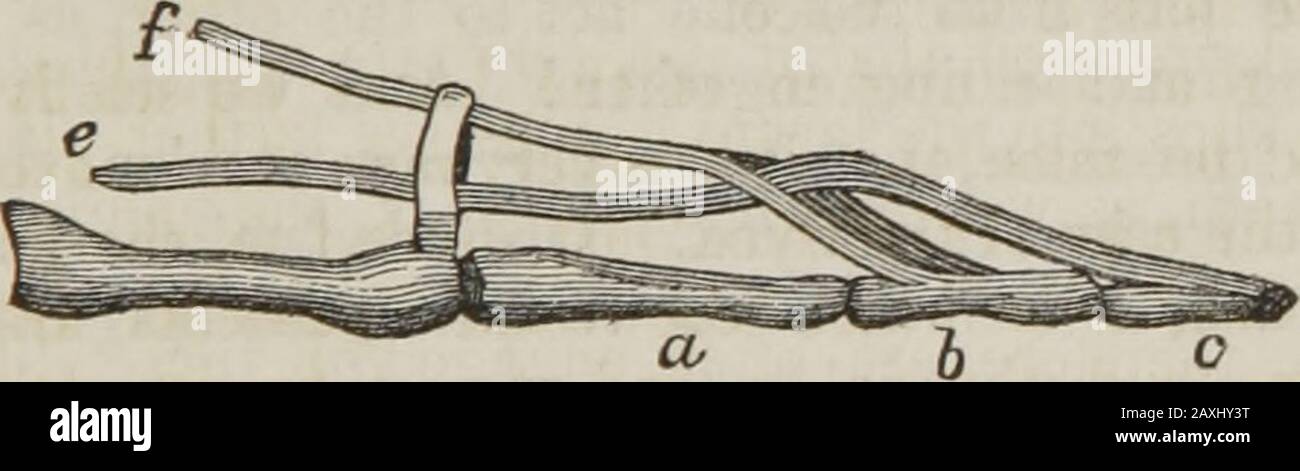 Physiologie humaine : conçu pour les collèges et les classes supérieures dans les écoles et pour la lecture générale . le pied qui joint les tendons du muscle prénommé, et l'aide à plier les orteils. C'est comme si deux ensembles différents d'hommes ont été placés dans deux positions différentes, avec des cordes disposées de manière à tirer dans la même direction. Thequestion se pose, pourquoi les orteils ne sont pas pliés par un seul muscle, logée commodément dans la partie charnue de la jambe. Le raisonnable est probablement, que le muscle placé dans la semelle du pied est nécessaire là comme un remplissage dans l'arche du pied, et donc la force nécessaire à Banque D'Images