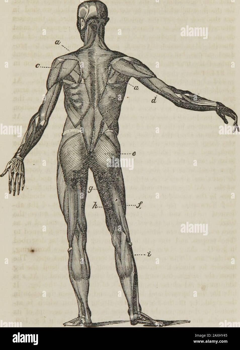 Physiologie humaine : conçu pour les collèges et les classes supérieures dans les écoles et pour la lecture générale . grands muscles qui déplacent la cuisse. A o et p, comme on le voit sur la cuisse droite, et à n, vu sur la gauche, sont trois grands muscles, qui sont attachés au pétrir, et servent à jeter la jambe vers l'avant comme describedin § 304. A q est le tendon qui forme le hamstring extérieur, et à r sont les deux tendons qui forment le tendon intérieur. Les Themuscles auxquels ces tendons appartiennent servent à plier le legupon de la cuisse, le tirant vers le haut et vers l'arrière. A s isthe muscle qui fait la plus grande partie du mollet de la jambe. Banque D'Images