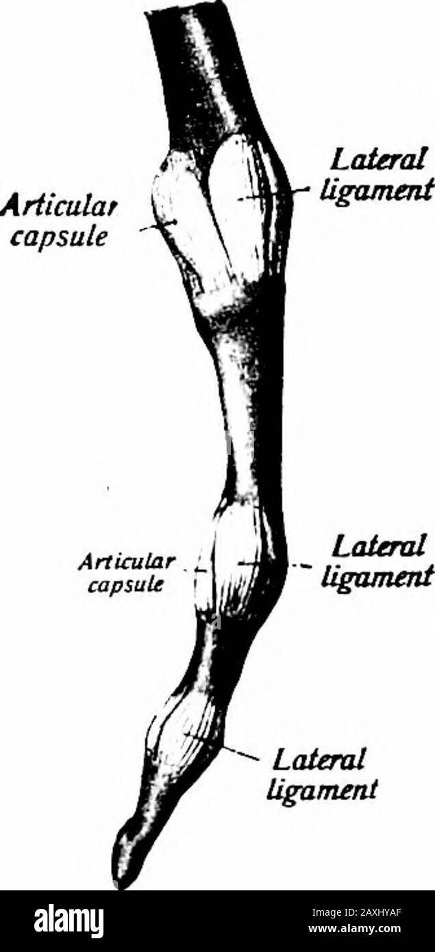 Un manuel d'anatomie . volaria) ligamentsconnectent leurs bases de manière transversale. Les membranes synoviales sont des allextensions de et continues avec celle entre les deux rangées des os métacarpiens. Le ligament métacarpien transversal {lig. Capitulorum oss. Meta-carpalium transversiim) est une bande solide qui relie les têtes des quatre os métacarpiens intérieurs (surfaces ventrales). Il se fond, de manière distanciale, avec les ligaments métacarpopalangeaux et, à proximité, avec le fascia des muscles interosseux. Les ARTICULATIONS MÉTACARPOPHALANGIENNES Ces articulations sont de la variété condyloïde. Une capsule entoure chaque articulation et Banque D'Images