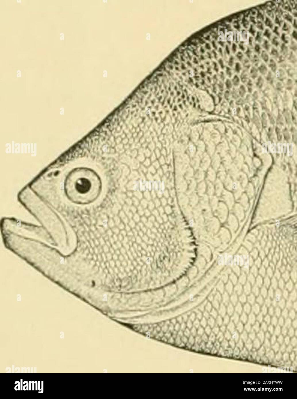 La nourriture et les poissons de jeu de New York: . ° ou 60Â° 1. À Woods Hole, Mass., ils sont déposés en juin. C'est un poisson de nourriture de valeur, atteignant une longueur de 18 pouces et le poids de 6 livres. 414 SKVKXTII RAPPORT OK TIIK L-ORKST, ITSH AM) COMMISSION OAMK. 115. Clignotant; triple queue (Lolotcs sKrinaiuciisis Bloch). Holocentrus SKriiiaiiciisis Bloch, Ichth., pi. 243, 1790, Surinam. Bodianiis triiinis .MircHiLl., Tran.s. Allumé. X : Pliil. SOC, I, 418, jil. Ill, fig. 10, 1815, Powles Hook, N. J. Lohotes auctorum Gunther, Cat Poisson. Brit. MUS., I, 338, 1859.Lolotes surinamensis Cuvier & Valenciennes, Hist. Banque D'Images