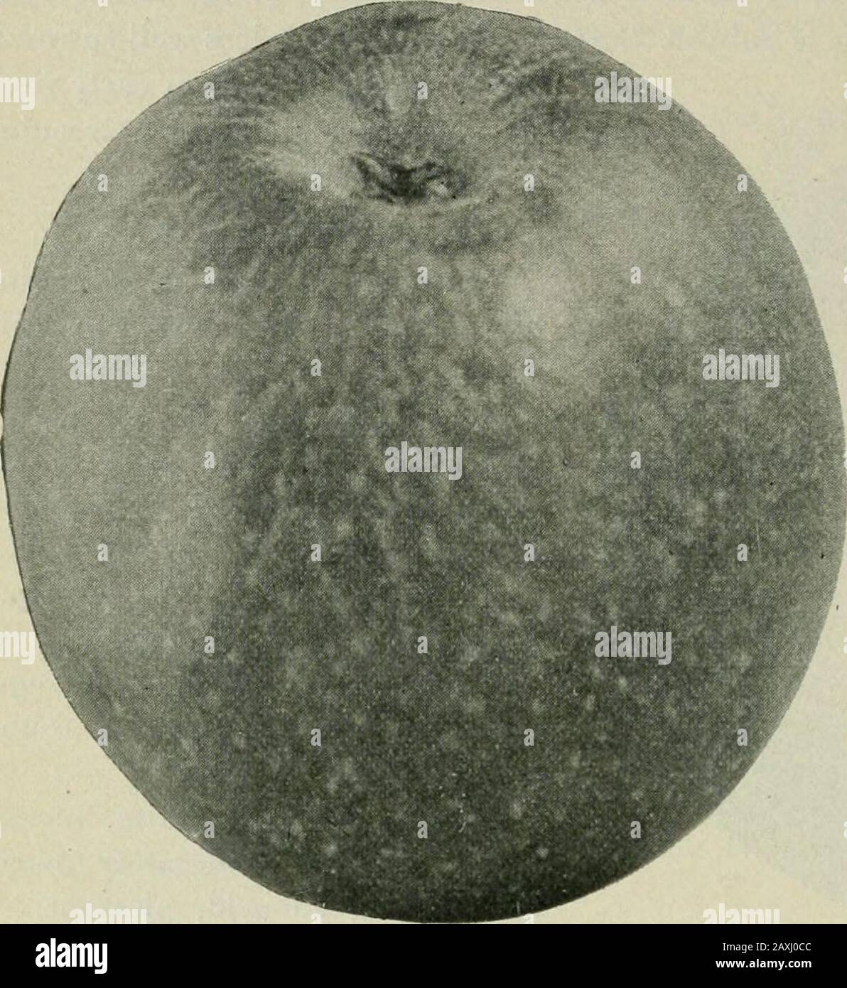 Documents de session de l'Ontario, 1898-99, No. Ashardy comme l'écologisation. 21 62 Victoria. Documents De Session (No 21). A. 1899 SPITZ EN BURGH. {Esopus Spitzenburgh.)L'Une des plus belles pommes de dessert à usage de fin d'hiver, et largement plantées par les premiers colons du sud de l'Ontario. Il s'est avéré être non rentable comme pomme commerciale, parce que l'arbre est responsable de la maladie, et des récoltes de rendement en conséquence. Origine, Esopus, sur la Hudsonriver. Arbre, manquant de vigueur, souvent montrer-le mort ou le bois feeble; Debout, se répandant, avec des membres coulant en barbu Banque D'Images