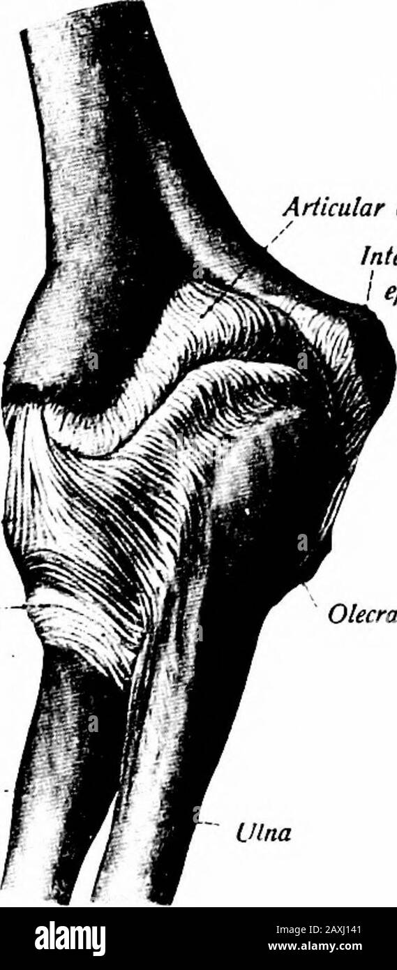 Un manuel d'anatomie . Articulation Externaleplcondylt Obliqueligament Externe ? Ligament latéral du filament latéral du ?ligament Annulaire ligament du filament de l'annularligament du/ rayon. Fig. 95.—le joint coudé gauche vu de la Fig. 96.—le joint coudé gauche vu avant. {Sobotta et McMurrich.) de l'arrière et du côté radial. {Sobotta et McMurrich.) de graisse la séparent de la capsule dans le coronoïde et l'olecrannofossae. Les mouvements de l'articulation du coude sont la flexion et l'extension oi. ARTICULATIONS RADIOXJLNAR il y a deux articulations radioulnar, une entre les extrémités immédiates des deux Banque D'Images
