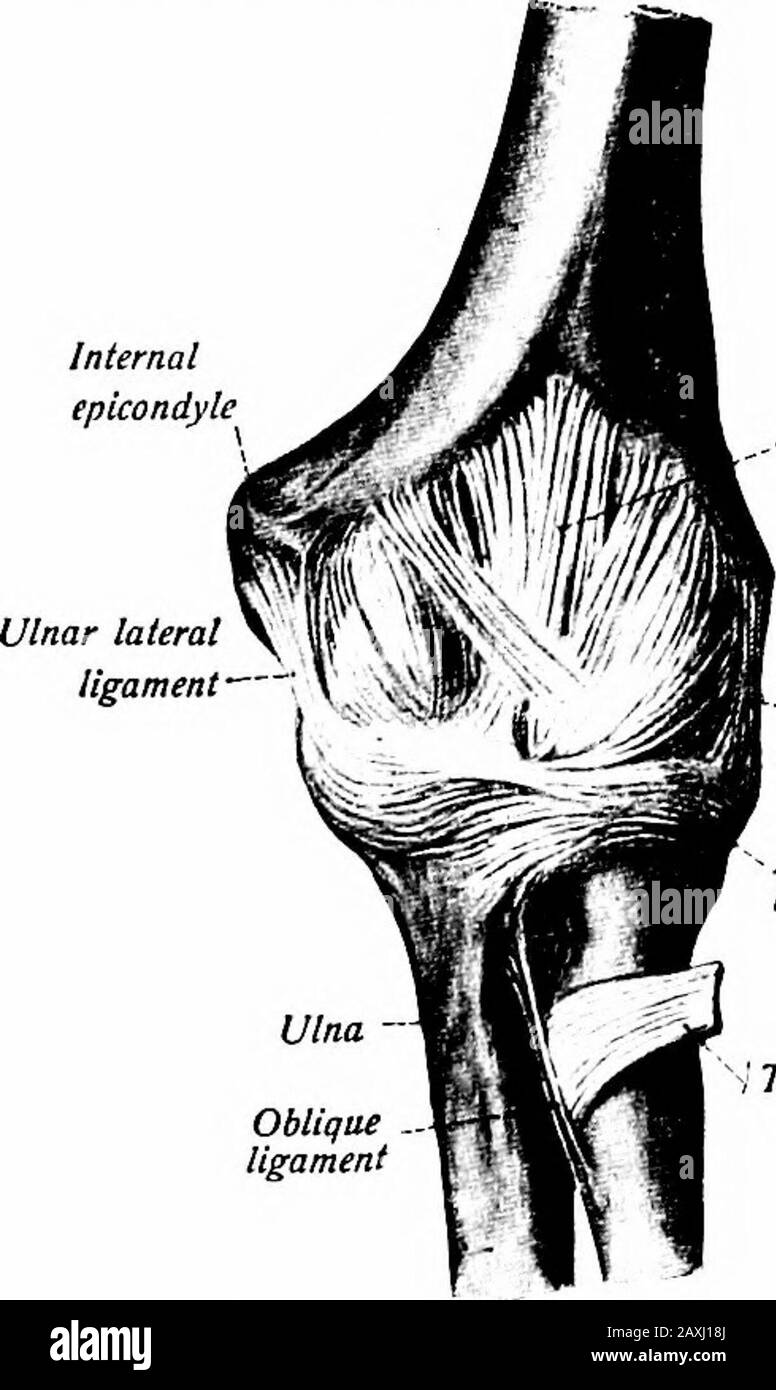 Un manuel d'anatomie . et un fossae radial de l'humérus et, de manière distanale, à la marge du processus coronoïde de l'ulna et de l'annularligament de l'articulation radioulnar. La partie centrale est la plus forte. Le ligament dorsal fin {lig. Posterius) est attaché, de manière immédiate, à la marge de la fosse olecranon et au capitule de l'humérus et, de façon distale, à 124 SYNDESMOLOGY, aux marges et à la pointe du processus olecranon de l'ulnasal et à l'aspect doral de l'encoche radiale de l'ulna. Le ligament collatéral ulnaire {tig. Collaterale ulnare) est triangularanand remplit la partie médiane du cassoul Banque D'Images