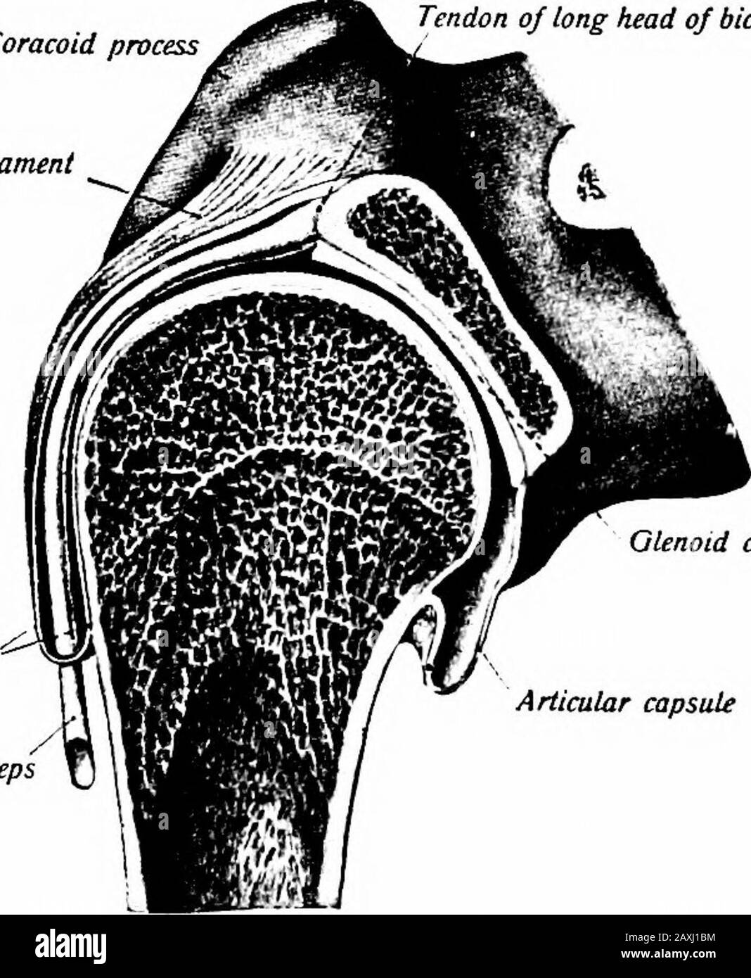 Un manuel d'anatomie . sa par action musculaire et pression atmosphérique comme les ligaments themselvesare trop laxiste pour le faire. La membrane synoviale aligne la capsule et s'étend sur les parties thénonarticulaires des os à l'intérieur du ligament capsulaire. L'extrémité proximale du tendon de la tête longue du M. bicepsbrachii se trouve à l'intérieur et traverse la cavité articulaire et quitte L'ARTICULATION DU COUDE 123 à la rainure entre le tubercules. Le tendon est enfermé avec la membrane synoviale qui est prolongée sur elle dans le rainuremais la cavité ici est fermée. Où les sous-scapularis tendon liesover th Banque D'Images