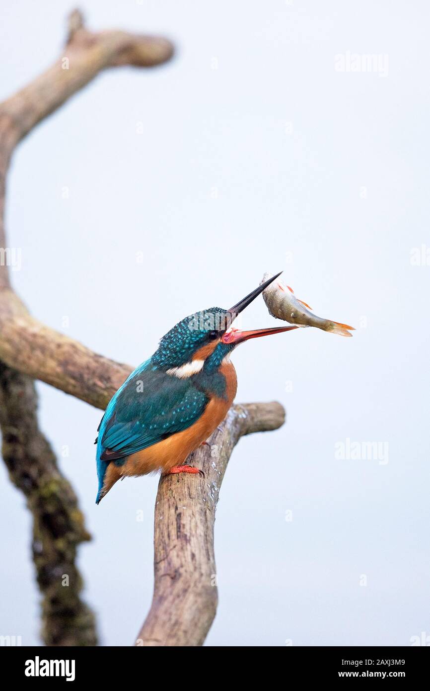 Kingfisher (Alcedo atthis commun) Banque D'Images