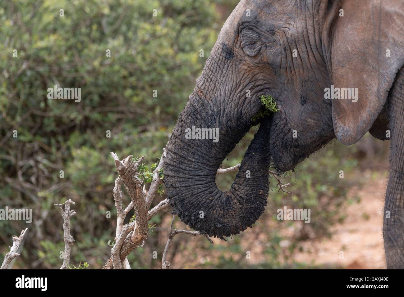 L'éléphant d'Afrique mangeant dans le parc national Addo Elephant, le Cap oriental, Afrique du Sud Banque D'Images