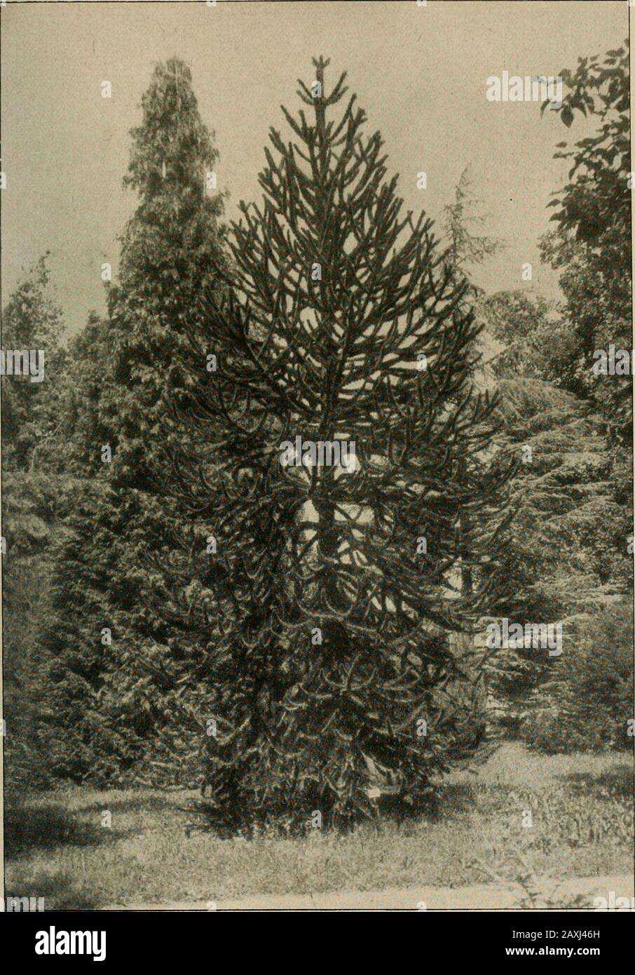 Mitteilungen Der Deutschen Dendrologischen Gesellschaft . Araucaria inibrata, 30 Jahre Alt, 10 m hoch, 70 cm Brusthöhenumfang hn Parke von Gleis-weiler (Bayr. Pfalz). Aufnahme vom Sommer 1905.(Aus »Mitt. D. DDG.« 1914, Seite 178.) Tafel 9.. Araucaria imbricata im Parke der Insel Mainau (Bodensee).Alter 45 Jahre; Höhe lom; Stammumfang bei 20 cm Höhe = 108 cm, bei 100 cm Höhe(Aus »Mitt. D. DDG.« 1910, Seite 267.) 80 cm. Tafel 10. Banque D'Images