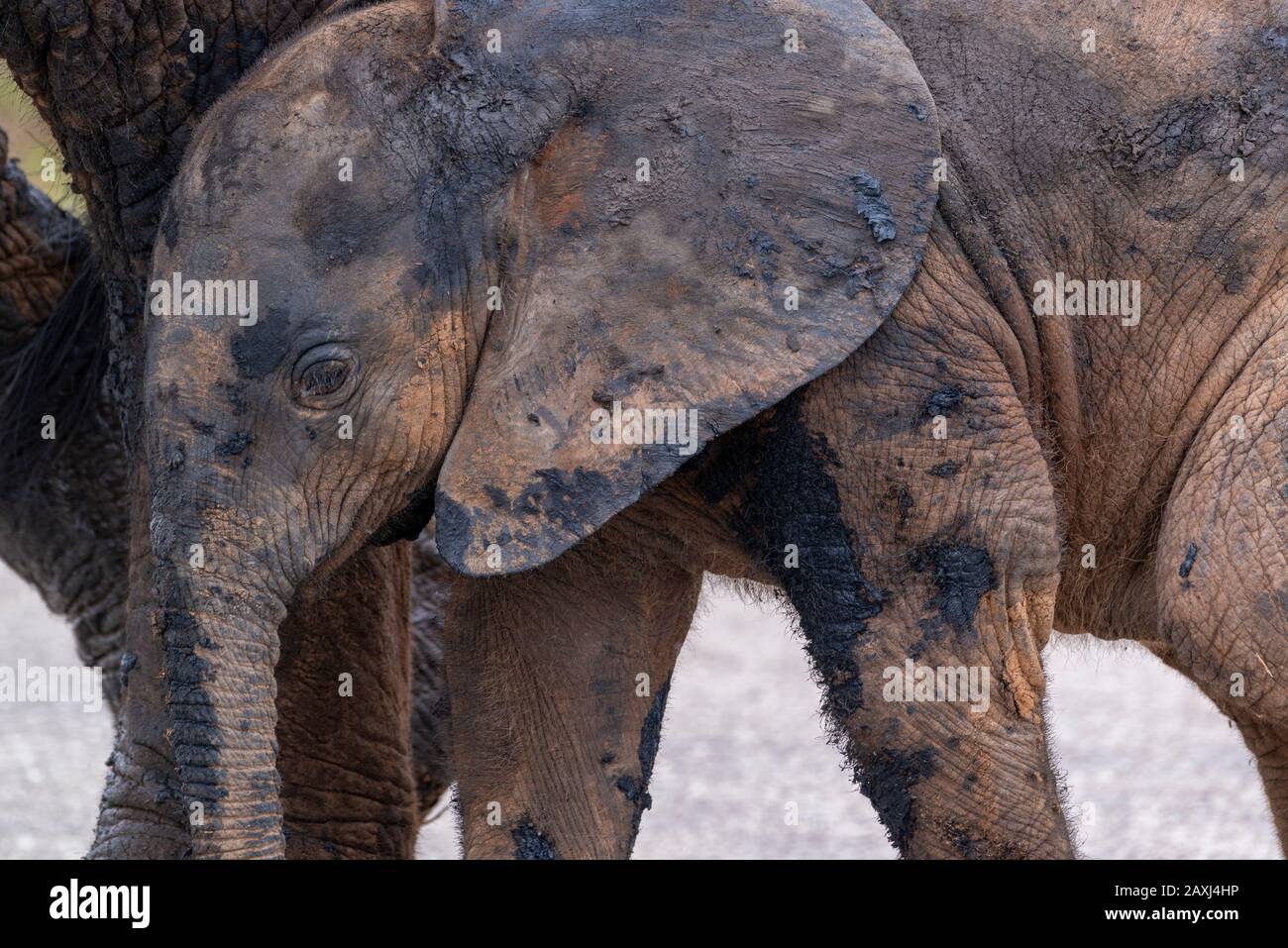 Veau d'éléphant, après avoir été dans un trou d'eau boueux, s'abritant sous sa mère dans le parc national Addo Elephant, le Cap oriental, Afrique du Sud Banque D'Images