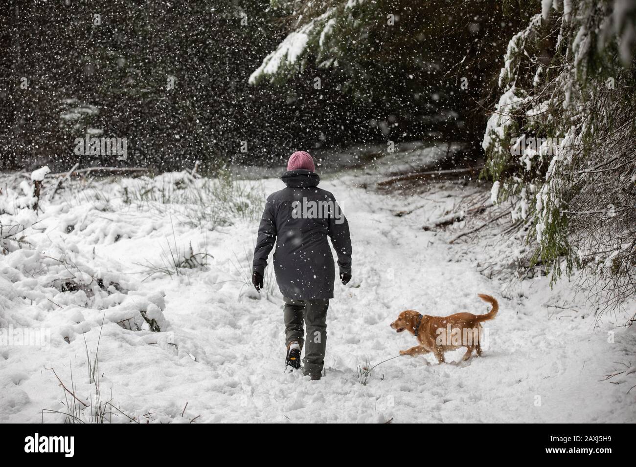 Un marcheur sur la route jusqu'au sommet enneigé de Ben Aigan, une colline de 471 mètres entre Craigellachie et Keith à Speyside, en Écosse, au Royaume-Uni Banque D'Images