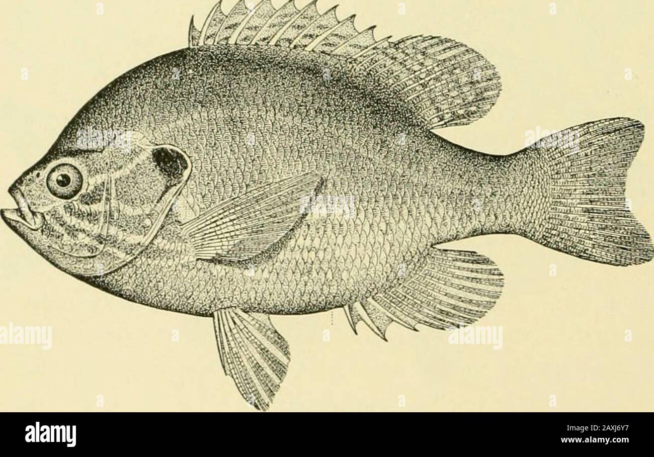 La nourriture et les poissons de jeu de New York: . - les bandes verdâtre verticales, le wilich sont parfois semblables à la chaîne. La darkblotch de la dorse molle est souvent indistincte chez les jeunes. Dans les très vieux individualsle ventre est souvent copéry rouge. 104. Tournesol ; graine de citrouille (/inpon/otis giblwsus Linnjeus). Aloronc iaiaculiUa Mitchill, Rapport à Fart, 19, 1814. Pomotis vulgaris DeKay, N. Y. faune, Fi.shes, 31, ]&gt;!. 51, 166, 1842. Lepomis Gibhosus Meek, Ann. N. Y. Ca. SCI., IV, 313, 1888; haricot, poissons Penna., 115, pi. 32, fig. 65, 1S93.Eiipomotis aiiii-US Maiher, -?Vpp. 12ème REPT. .Vdirondack Surv. N. Y., 7, 1886.Eu Banque D'Images