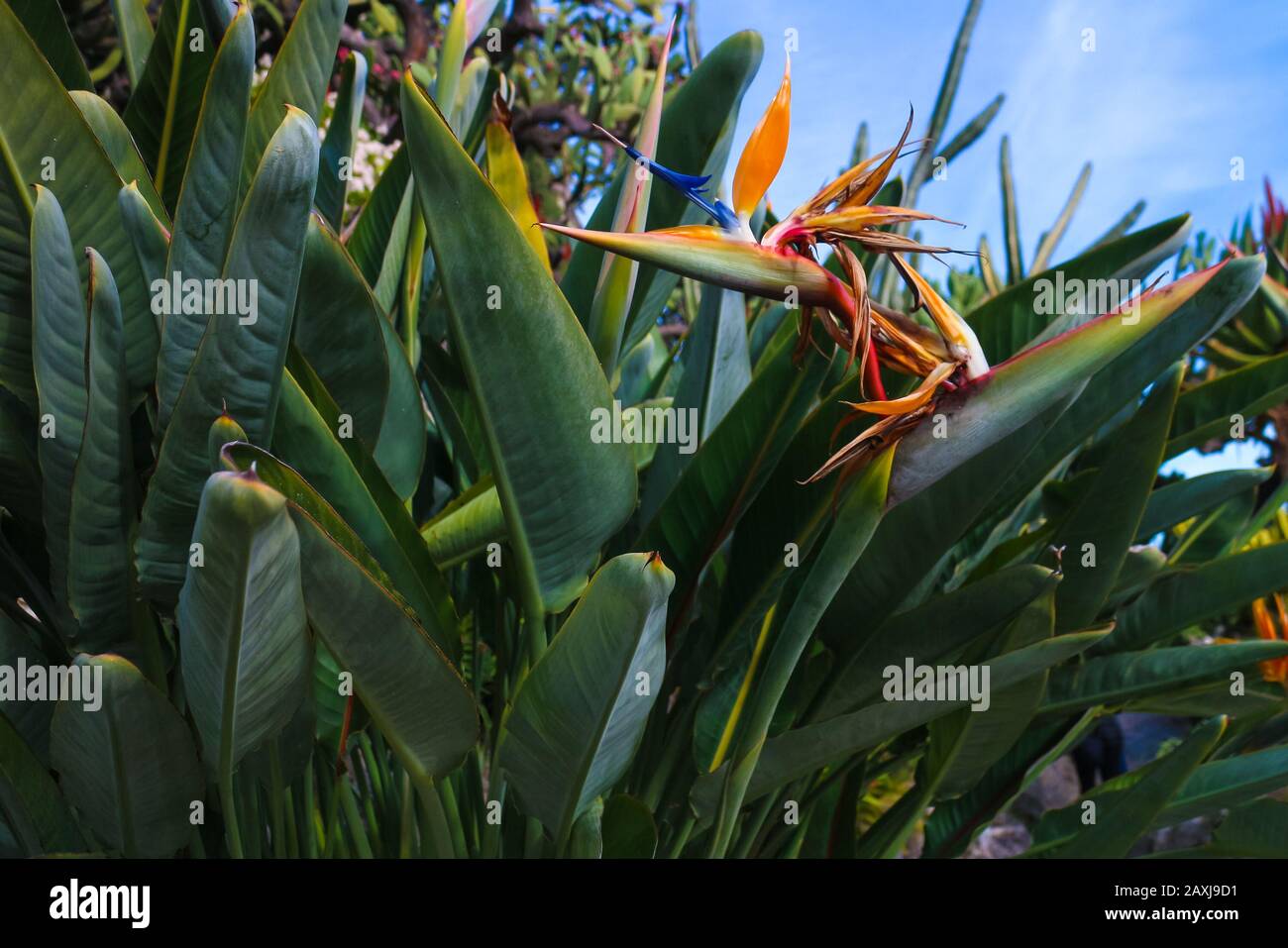 La tête de fleur bleue et orange spectaculaire de Strelitzia reginae, également connue sous le nom de 'oiseau de la plante paradisiaque' ou 'Crane flower'. Banque D'Images