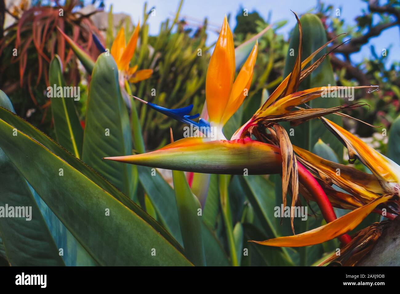 La tête de fleur bleue et orange spectaculaire de Strelitzia reginae, également connue sous le nom de 'oiseau de la plante paradisiaque' ou 'Crane flower'. Banque D'Images