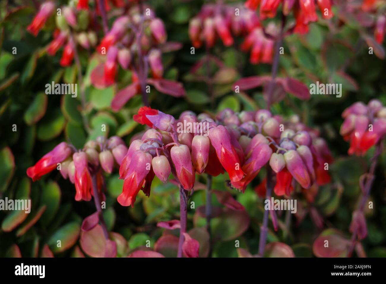 Tête de fleur rouge de Kalanchoe, mère de millions ou plante chandelier, une plante florissante de la famille des Crassulaceae. Banque D'Images