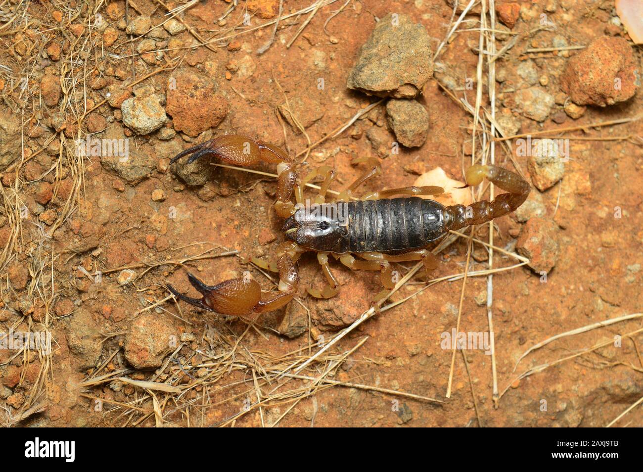 Heterometrus xanthopus ou Scorpion noir indien, district de Satara , Maharashtra, Inde. Un des arthropodes les plus venimeux et les plus anciens Banque D'Images