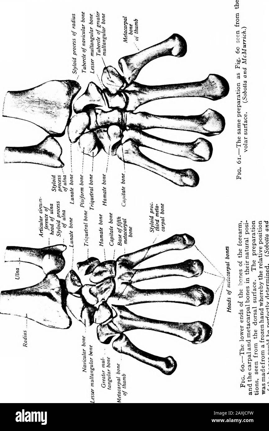 Un manuel d'anatomie . sinistre à la naissance. Selon J. N. Pryor, les centres apaarearlier que l'on supposait auparavant. Ils apparaissent plus tôt dans le fémorale que dans le mâle. Chacun a un centre d'ossification qui appearsas: TJiUALLY DONNÉ PkyuR Capitatum apparaît environ 12ème mois. (i). 3 à 3 mois. OS iamatum 14ème mois. (2). 5ème à l'i2mo. OS triquetrum 3 ans (3). 2ème à 3ème année Os lunatum 5ème à 6ème année (4). 3 à 4 ans Plus Multanulaire 6 ans (7). Quatrième à 6ème année Navicular 6ème année (5). 4ème à sème année Lesser multanular 6ème à 7ème année (6). 4 à 6 ans Os pisiforme nth à 12 Banque D'Images