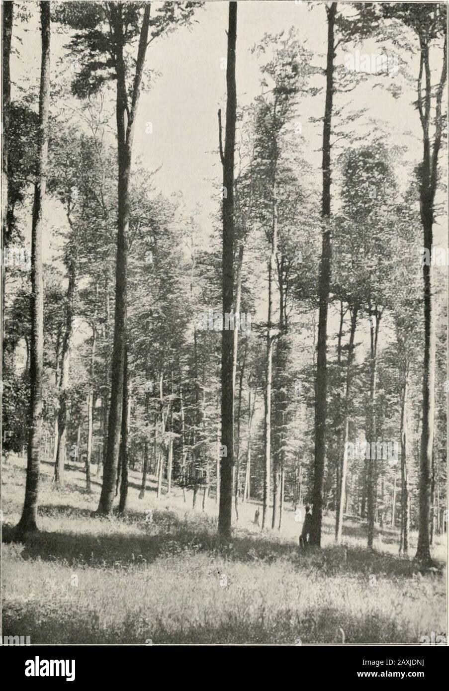 Manuel de la foresterie de Schlich . tpour venir. Les deux cultures sont ensuite autorisées à faire tourner la tête de mort, favorisant à tous les futurs penseurs le développement du chêne. De cette façon, une récolte de chêne mûr et de beecher obtenu, l'âge de l'ancien étant quelque cinquante ans moreque celle du hêtre. Cette méthode de culture mixte de l'oaket du hêtre est illustrée dans les quatre illustrations qui l'accompagnent. La deuxième méthode d'élevage de chêne avec hêtre est de placer le théancien en groupes, entouré et séparé de chaque hêtre. Pour le chêne, les taches les plus favorables doivent être assiélues, où le sol est profond et le Banque D'Images