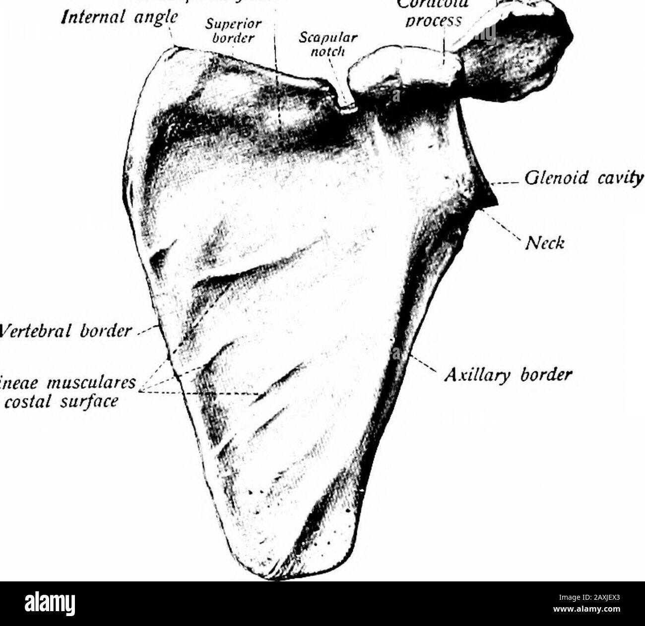Un Manuel D anatomie Rachis Bord Vert bral AngleFig Inf rieure 52 un-manuel-d-anatomie-rachis-bord-vert-bral-anglefig-inf-rieure-52