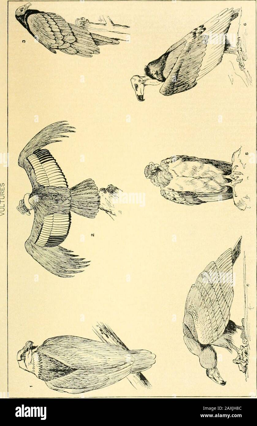 La nouvelle encyclopédie internationale . arater des vul-tures en ayant la plus grande partie de la tour de cou, et relativement grandes et powerfulclaws. Diverses espèces sont connues en Afrique et en Asie de l'est, dont une espèce familière dans les Indiens le vautour plutôt petit Pondichéry (Oliukupscams), qui est noir, et noté pour ses enor-pe nid. Les vautours américains de la fninily Cathar-tida diffèrent de ceux de tlie Old World technique-ly plutôt que dans l'apparence ou les habitudes. Thisfamily comprend les vautours d'Inige coiuhir, de roi et de Cali-fornia du genre Sarcorhamphus (voir Condor) et de seve Banque D'Images
