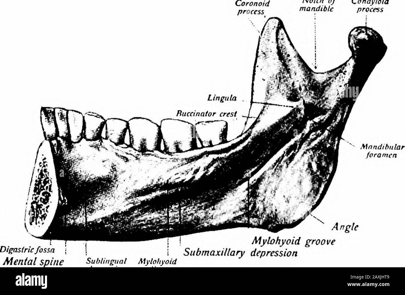 Un manuel d'anatomie . e étagère d'os surplombant l'ouverture est thelingula mandibidoR. Une rainure oblique (sidcus mylohyoideus) s'étenddsvers le bas des foramen Lodges l'artère mylohyoïde et le nerf.L'angle (angulus mandibum) représente la jonction de la base andrami. La marge antérieure est libre et continue avec l'obliqueline. La marge postérieure est épaisse, lisse et couverte par le pare- LE CRÂNE DANS SA TOTALITÉ 67 tid glande. La marge inférieure représente la fusion du ramus et du corps. La marge supérieure est mince et présente les processus coronoïdes andcondyloïdes avec un mandib intervenant Banque D'Images
