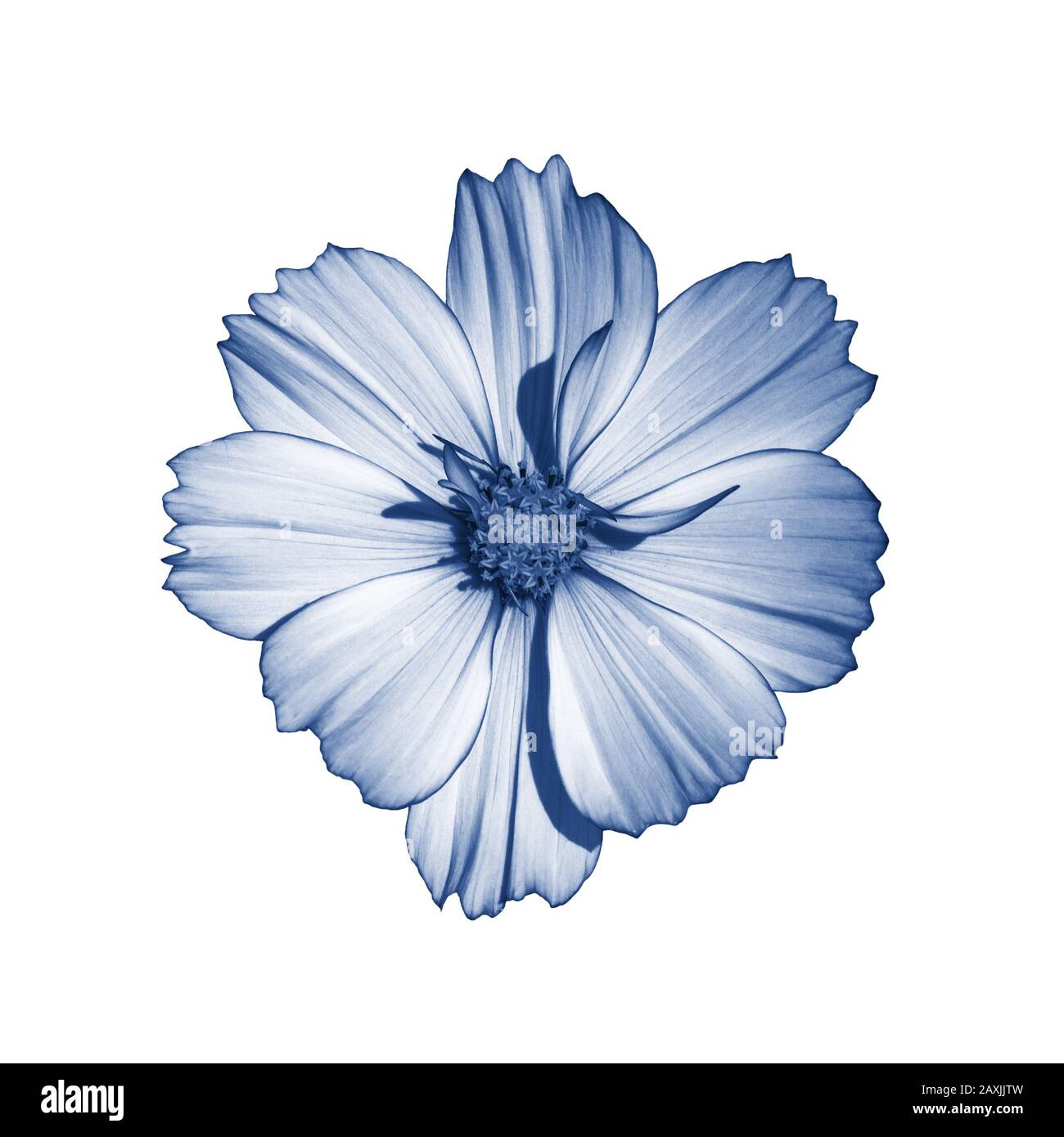 Fleur en éponge COSMOS isolée sur blanc. Magnifique cosmos fleur tonifiée  dans l'isolat bleu classique. Fleur bleue sauvage naturelle fraîche Photo  Stock - Alamy