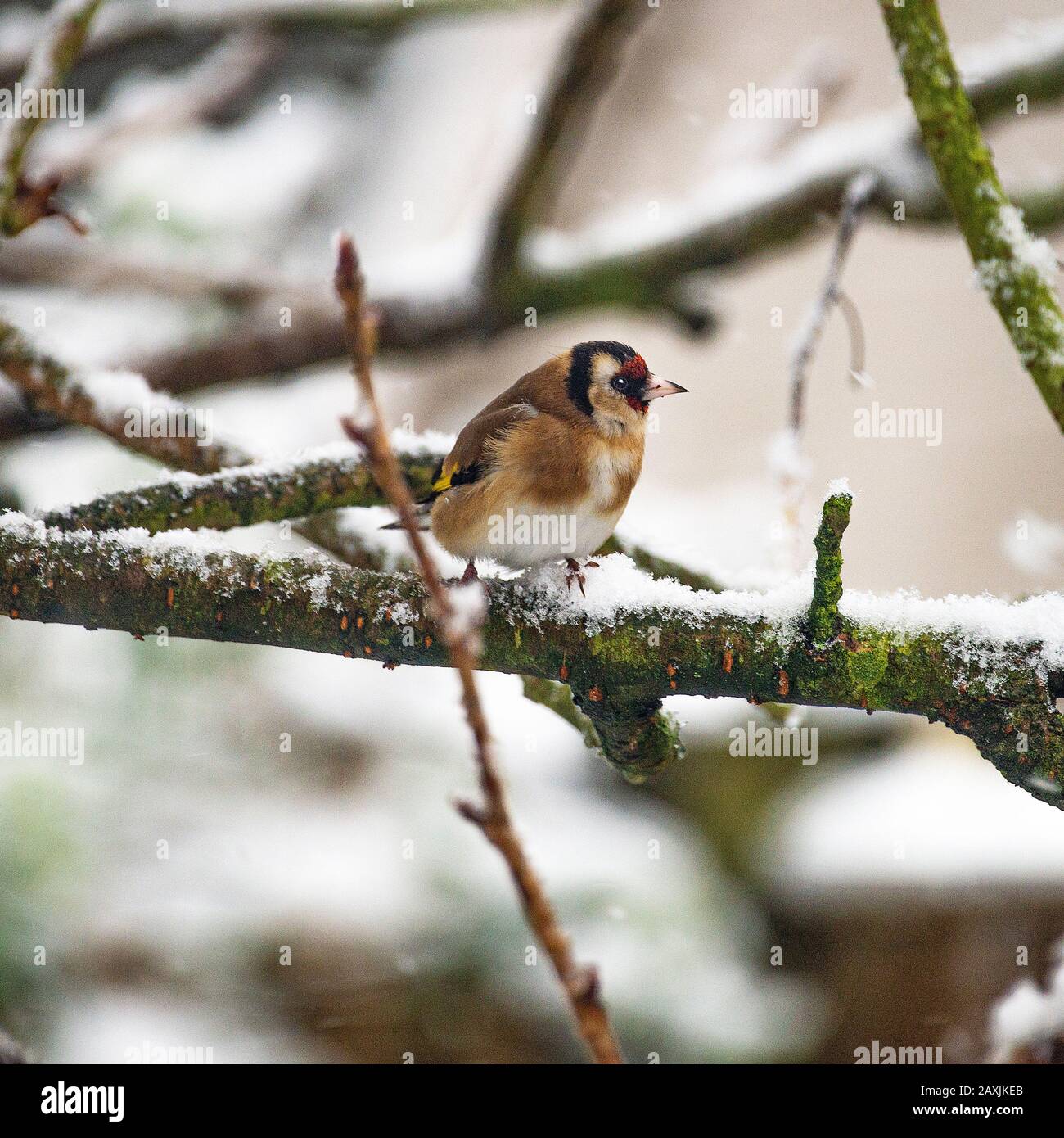 Un Goldfinch Coloré Perché sur une branche dans un arbre de cerise couvert de neige dans une tempête d'hiver dans un jardin à Alsager Cheshire Angleterre Royaume-Uni Banque D'Images
