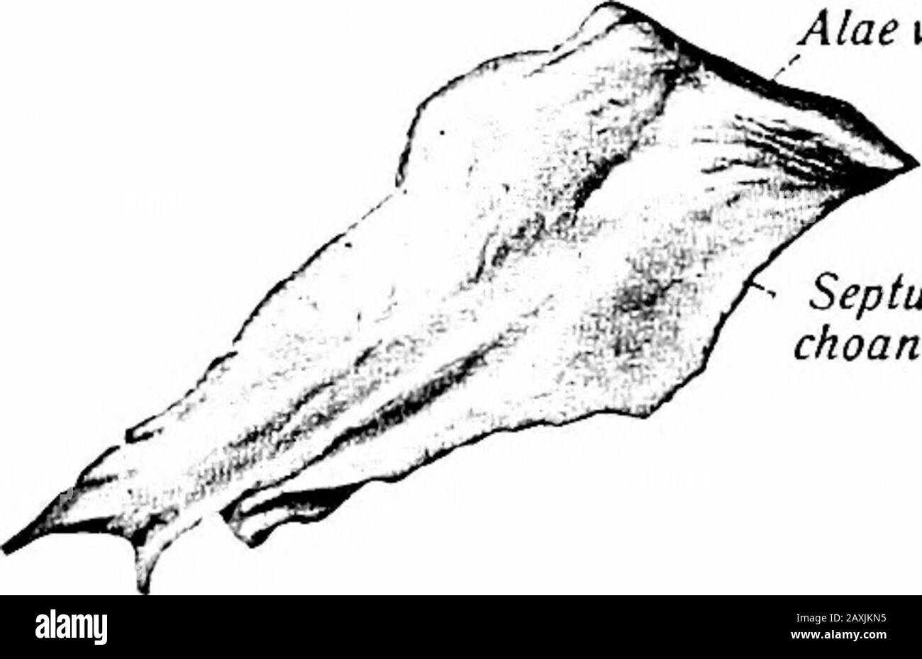 Un manuel d'anatomie . alis) pour le sac lacrymal; la surface postérieure est la surface orbitale appropriée. La crête se termine ci-dessous dans un hooklet{hamidus lacrimalis) qui fait partie de la limite supérieure du conduit thénasolacrimal. La paroi médiane de la rainure lacrymale se termine par le processus décroissant. Une partie de la crête donne l'attachement au VOMEUR 59 tendo oci et de la partie lacrymique du M. orbicularis oci. La surface de Themedial est inégale et se ferme dans les cellules éthmoïdales antérieures et forme une partie de la limite latérale de la méatus médiane du nez. Les marges sont inégales et articulées avec divers os Banque D'Images
