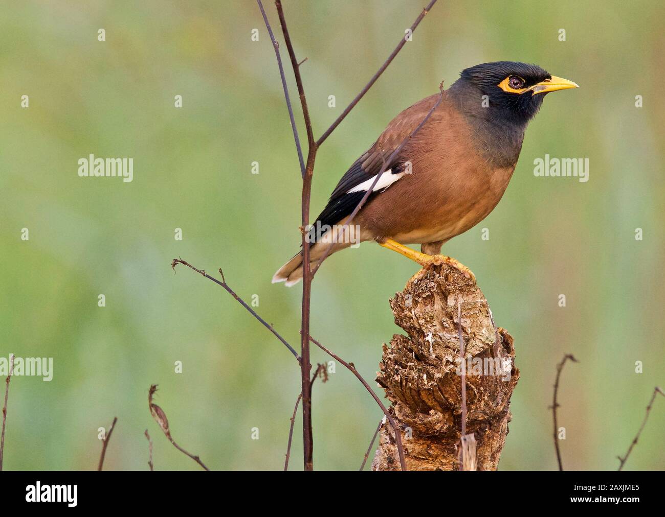 Myna commun / Myna indien(Acridotheres tristis) Banque D'Images