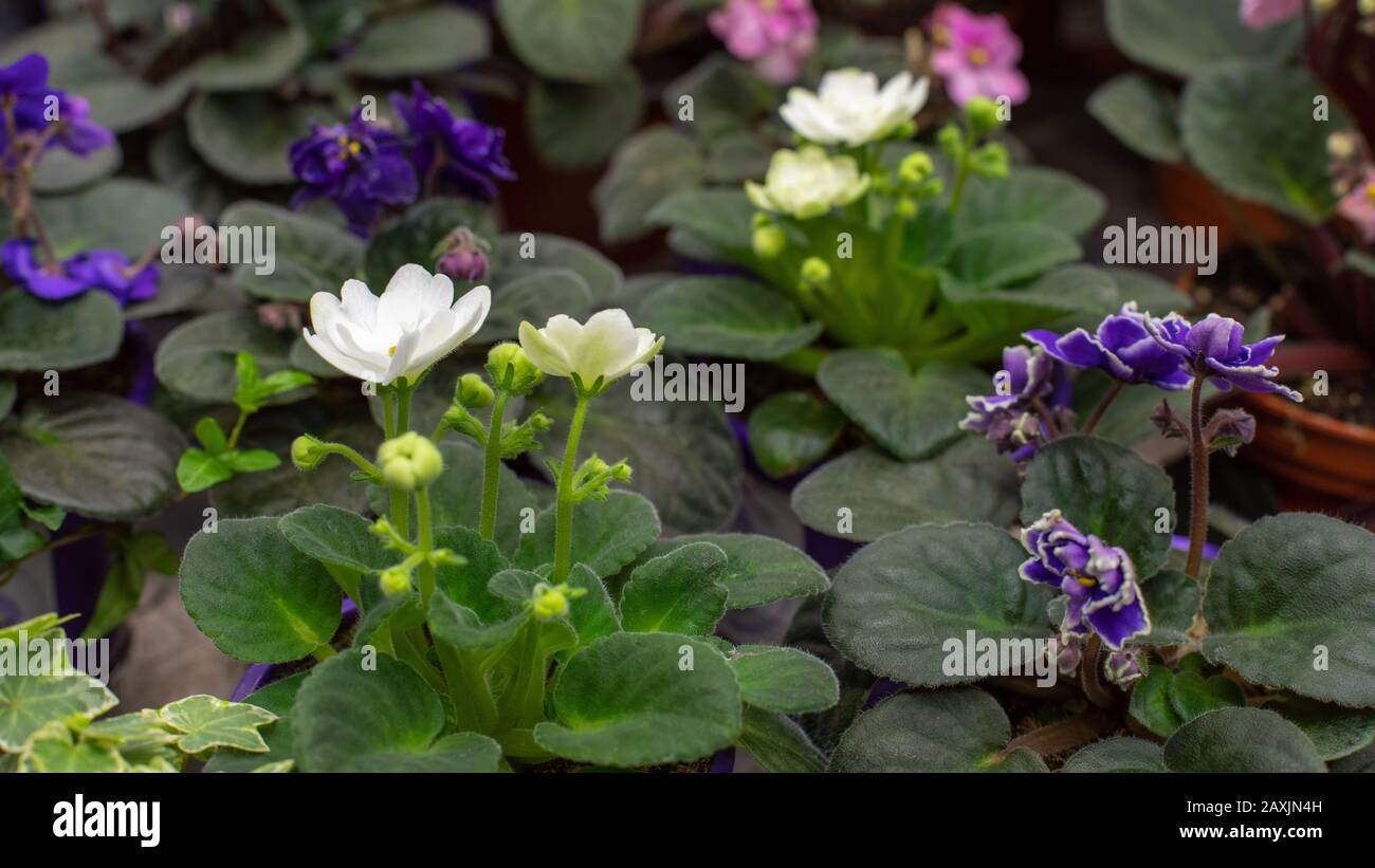 Plusieurs fleurs de la violette Saintpaulia dans des pots de fleurs, fleurs  fraîches naturelles intérieures avec fleurs blanches et violettes. Bourgeon  violet blanc Photo Stock - Alamy