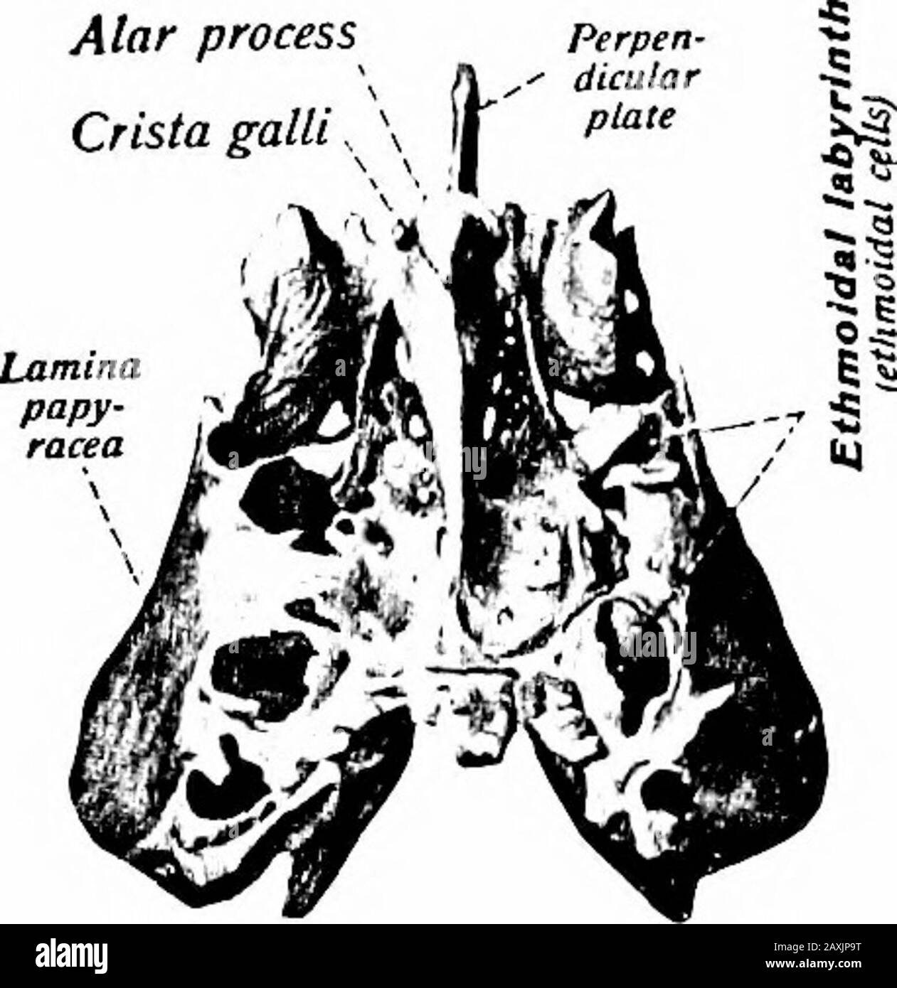 Un manuel d'anatomie . ramen cecum avec l'os frontal. Cette plaque est généralement déviée vers l'un ou l'autre côté et présente des surfaces lisses. Sa surface postéro-inférieure est fusionnée avec le thevomer alors que sa marge antérieure s'articule avec le septum cartilaginousnasal. L'OS ÉTHMOÏDE 57 La plaque de cribriforme {lamina cribrosa) relie l'espace entreetweenles deux plaques orbitales de l'os frontal et est percé par foramina engourdie pour le passage des nerfs olfactifs. De chaque côté de la ligne médiane, la surface cérébrale montre une rainure pour le lobe olfactif. Le Long de chaque bord latéral sont des encoches qui deviennent Banque D'Images