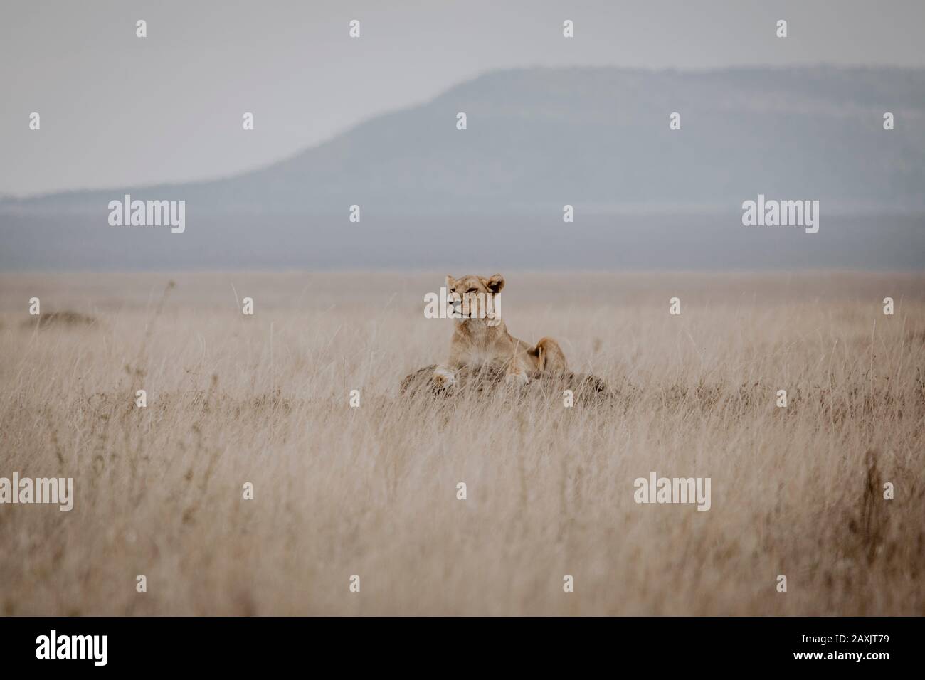 Lioness se trouve sur un termite pour avoir une meilleure vue sur le paysage, Serengeti National Park, Tanzanie Banque D'Images