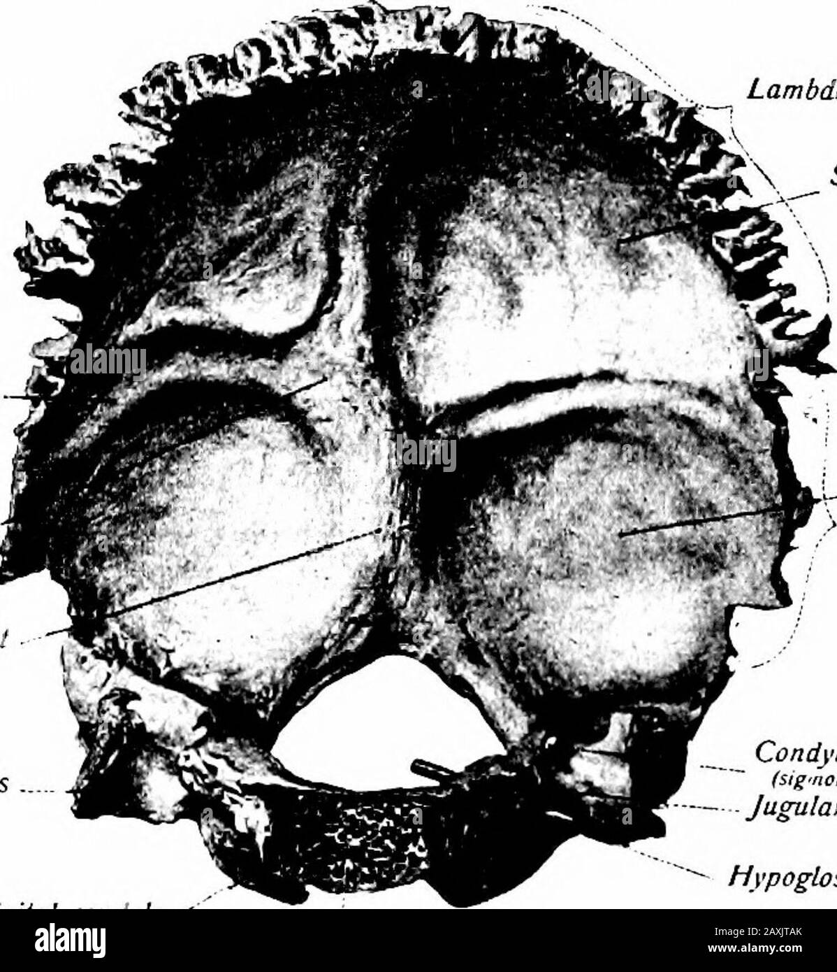 Un manuel d'anatomie . processus spondingjugulaire et ils articulent avec la partie mastoïde de l'os thélemporal. L'OS OCCIPITAL 47 Les parties latérales, ou exooccipitales, ont lié plus tard le foramen magnum. La surface inférieure de chaque porte un grand condyle qui servicespour l'articulation avec l'atlas de la colonne vertébrale. Chaque con-dyle est ovale ou reniforme et obliquement placé; le surfaceis articulaire est convexe dorsoventriculaire et aplati d'un côté à l'autre et face vers le bas et un peu latéralement. Chacun est élevé du principal massage de l'exooccipital et cette masse de soutien est percée par l'hypo Banque D'Images