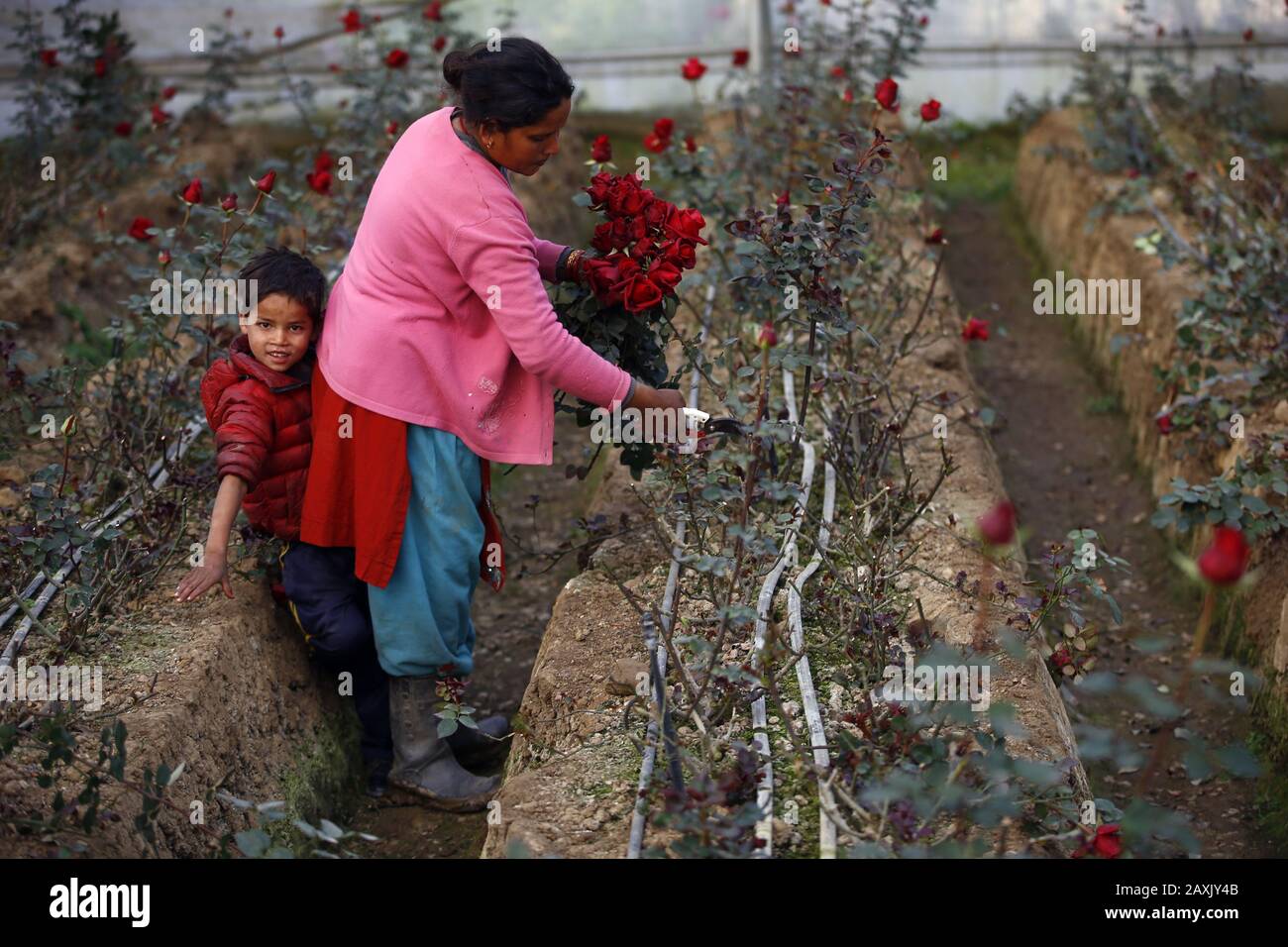 Katmandou, Népal. 12 février 2020. Les agriculteurs cueillir des roses pour les vendre sur les marchés de la Saint-Valentin dans une pépinière située à la périphérie de Katmandou, au Népal, le mercredi 12 février 2020. Crédit: Skanda Gautam/Zuma Wire/Alay Live News Banque D'Images