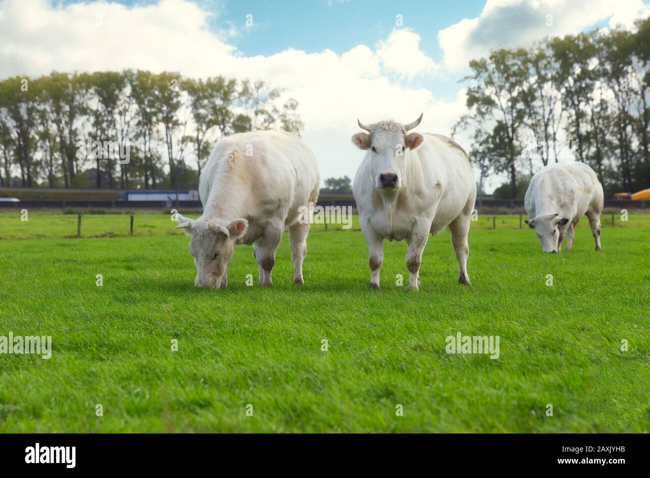 Trois vaches blanches paissent sur le terrain près d'une autoroute aux Pays-Bas Banque D'Images