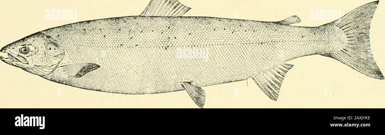 Les poissons de la nourriture et du gibier de New York: . g le parr suppose un lolt de silvery brillant. Après un séjour dans l'eau salée qui dure de quatre couches, elle est alors connue sous le nom de semoule à environ deux ans, elle peut retourner à sa rivière natale, soit comme saumon sexuyimmatures, soit comme grense, la femelle n'est pas encore prête à reproduong sa spéciesis sexuellement mature. La variété sans littoral du saumon D'eau Douce Atlanticliné, la truite Schoodic, bien que le saumon ma ait été diversement denom n et Winninish, le dernier en usage dans la région de Saginaw, le snomer. L'ombre, est appliquée à la truite Landlocked Sebago, Dwarf Salmoi Banque D'Images