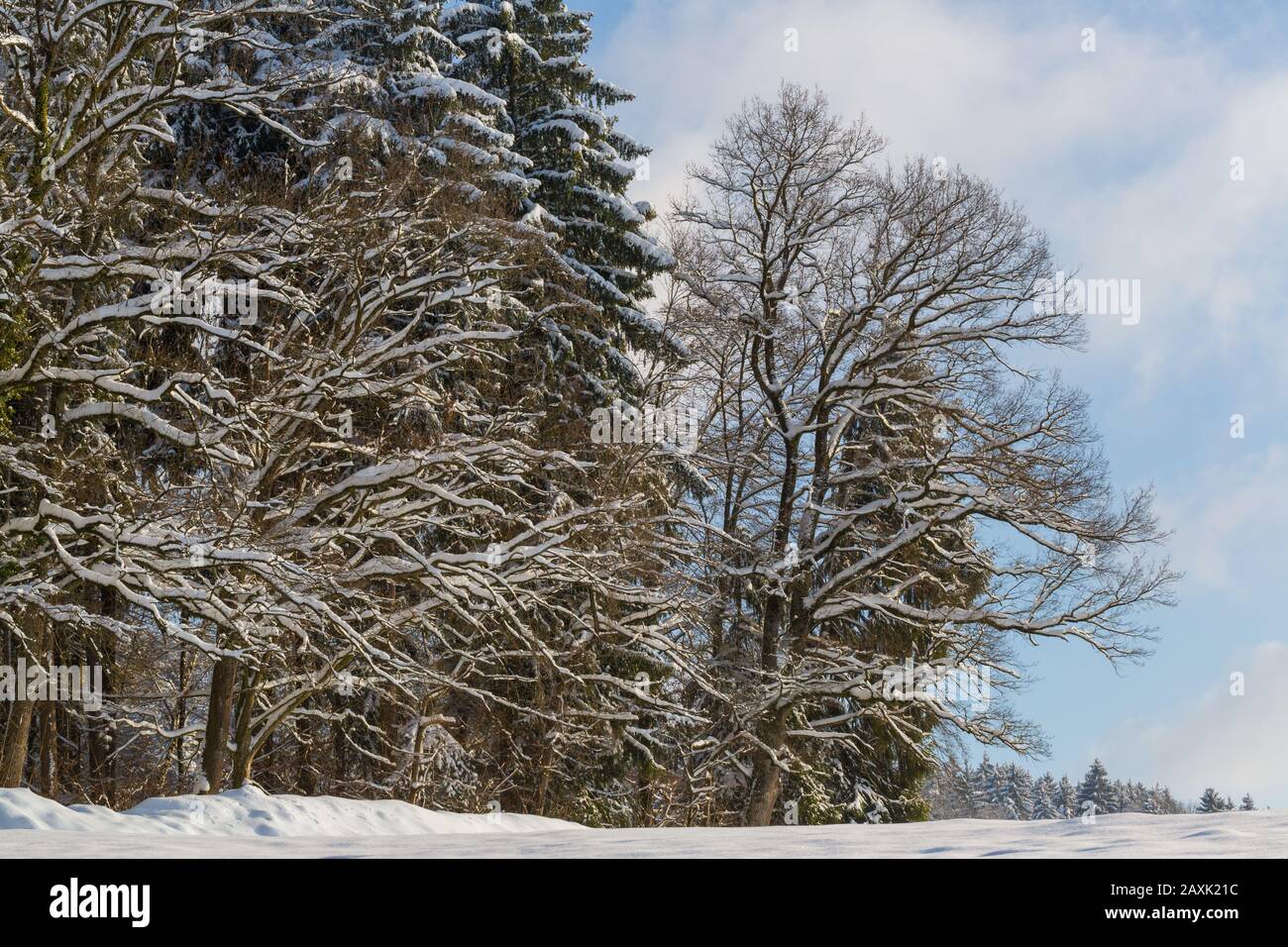 bordure naturelle de la forêt et arbres couverts de neige, ciel bleu nuageux Banque D'Images
