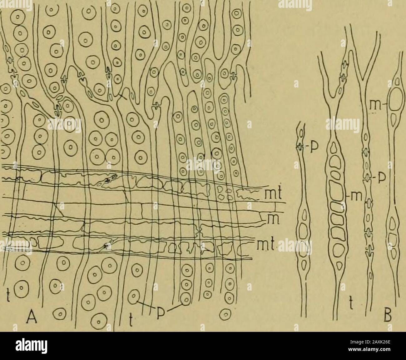 Nature et développement des plantes . L'état des PLANTES 79 anneaux peuvent être formés en une saison en raison de la vérification de la croissance par le feu, le routh sévère, les dépredations d'insectes et la récupération et le renouvellement subséquents de la croissance. Ces annualrings révèlent également l'histoire de la vie de l'arbre, les larges bandes indicantes saisons favorables et les bandes étroites racontant des feux, le drouth, la transplantation, et d'autres facteurs qui limitent la croissance annuelle.39. Le rayon Médullaire.—Une Autre caractéristique des tiges mostwoody, telle qu'elle est vue dans la section transversale, est la série de produits délicats, les rayons médullaires, qui rayonnent du centre de t Banque D'Images
