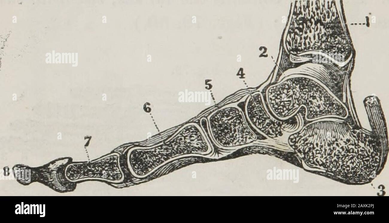 Anatomie humaine et comparative, physiologie et hygiène . e os méta-tarsaux. 10. Le premier os du grand orteil. 11. Le deuxième os.12, 13, 14. Trois gammes d'os, formant les petits orteils. 256. Le tarsus (os de cheville) sont sept en nombre. Ils sont reliés ensemble comme ceux du poignet, et ont peu de mouvement. (Fig. 79, 80.) Q. ce qui est dit du tarse 1 257. Le métatarse contient cinq os. Ceux-ci, avec les os tarsaux, forment l'arche du pied. Par la forme du pied, des bocaux ou des commotions du cerveau empêchaient de courir et de léguer. (Fig. 79, 80.) 104 ANATOMIE, PHYSIOLOGIE, Banque D'Images